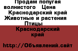 Продам попугая волнистого › Цена ­ 600 - Краснодарский край Животные и растения » Птицы   . Краснодарский край